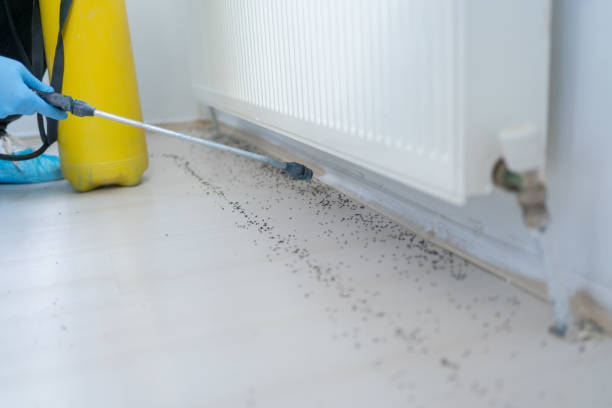 Best Ant Control Services  in Schuylerville, NY